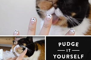 Nail art chat avec Pudge the cat