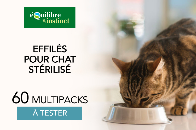 Multipacks d'effilés pour chat stérilisé : 60 multipacks à faire tester à vos petits chats chéris !