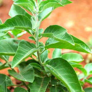 Plante adaptogène : Ashwagandha