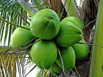 Les noix de coco vertes dont sont extrait l'eau de coco