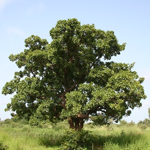 L'arbre karité